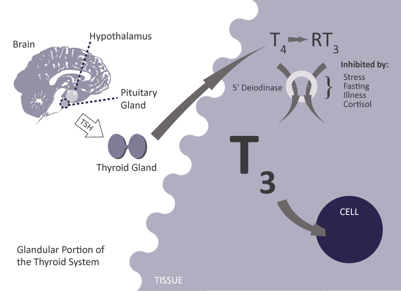 brain